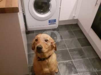 For Sale Red Fox Labrador 10 Month Old In Stockton On Tees On Freeads Classifieds Labrador Retrievers Classifieds