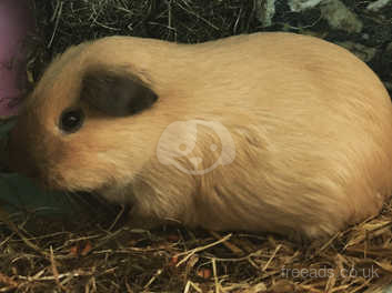 californian guinea pig