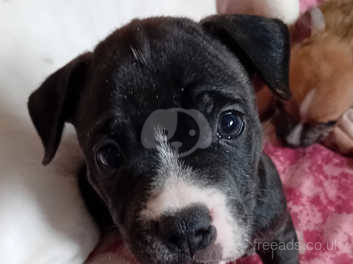 7 week store old staffy puppy