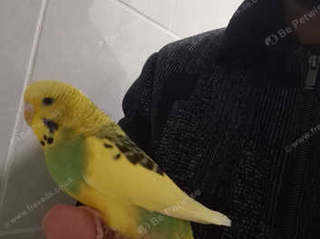 Tamed budgies best sale for sale