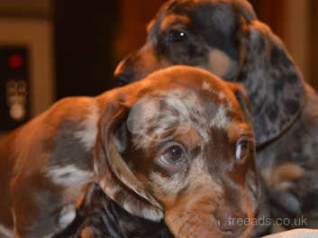 chocolate dapple miniature dachshund puppies for sale