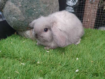 Lion best sale mini lop