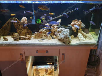 5ft 2024 fish tank