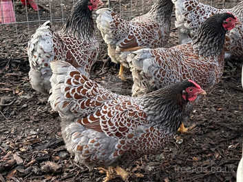 Hatching eggs, bantams and large fowl for sale in Colchester