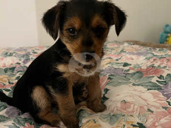 4 week sale old yorkie puppy