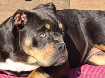 rottweiler english bulldog mix