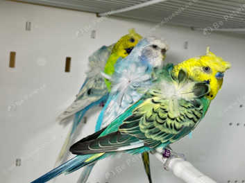 Helicopter budgies for store sale