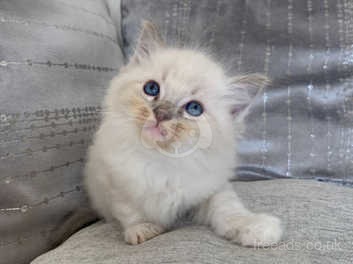 Pure Rag Doll Kittens 6weeks Old Ready In 2 Weeks In Airdrie On Freeads Classifieds Ragdolls Classifieds