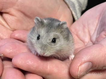 dwarf hamster russian white winter super model