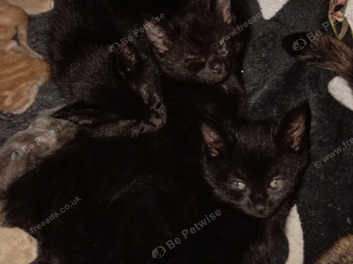 Black female kittens for 2024 sale