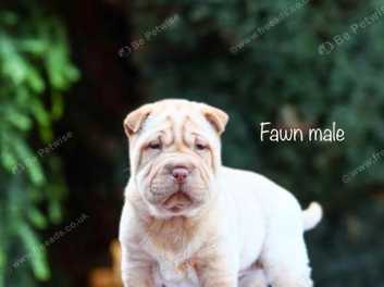 White vans 2025 x shar pei