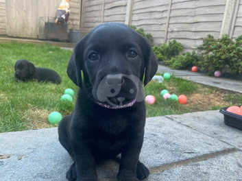 Mismarked labrador retrievers for clearance sale