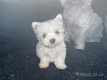 Westie puppies best sale for sale