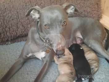 Kennel club whippet hot sale puppies for sale