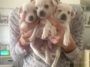 Mini foxie terrier cross clearance chihuahua puppies for sale