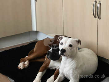 mel Kanon immunisering Staff Cross Boxer Puppies in Havant on Freeads Classifieds - Mixed Breed  classifieds