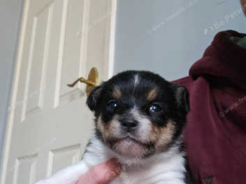 Yorkie russell hot sale puppies