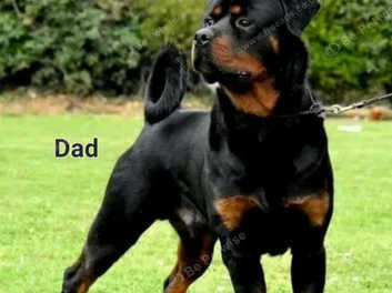 Registered rottweiler sale breeders