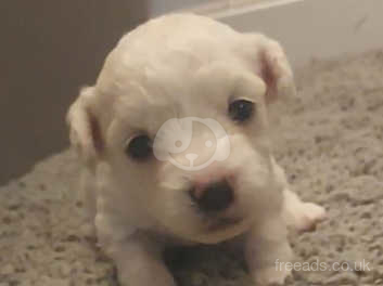 Purebred bichon frise deals puppies for sale