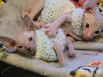 Peterbald sphynx kittens for hot sale sale