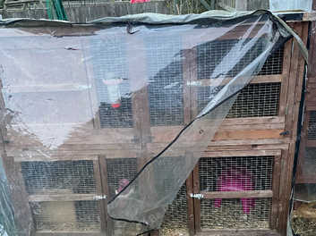 Chartwell guinea pig on sale hutch