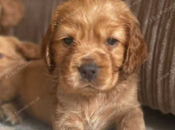 Golden working cocker spaniel puppies 2024 for sale