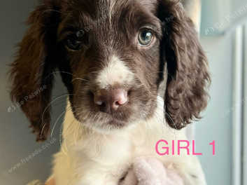 Sprocker puppies best sale