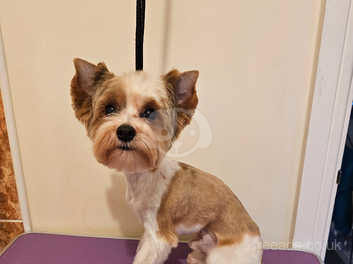 White ocean sales pearl yorkie