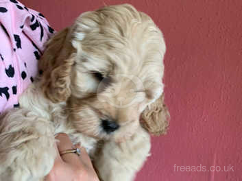 toy cockapoo for sale