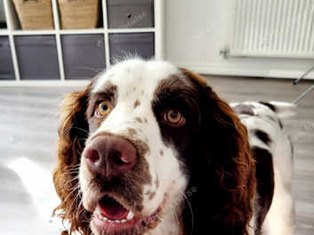 1 year old springer spaniel sale for sale