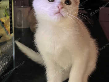 American shorthair for sale best sale near me