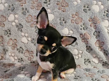 Kc registered hot sale chihuahua