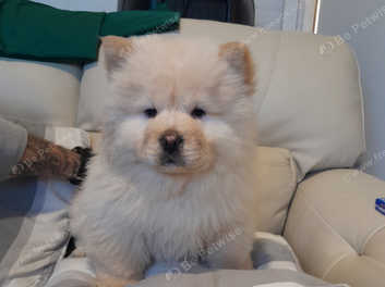 White chow chow 2024 puppies for sale