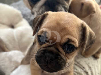 Pug mix hot sale puppies for sale