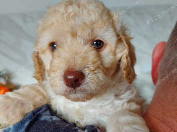 Miniature goldendoodle for sale best sale near me