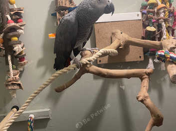 Rehome birds best sale near me