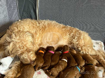 Gorgeous labradoodles best sale