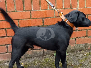 Patterdale stud best sale