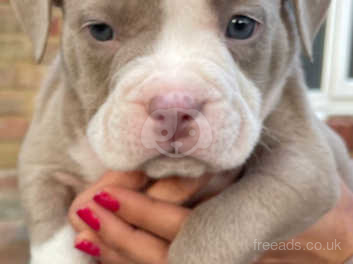 Lilac & Tan Tri Fully Suited Pocket Bullies in Cardiff CF3 on Freeads  Classifieds - American Bully classifieds