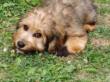 Cavapoo best sale for rehoming