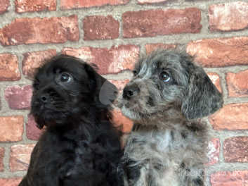 French bulldog and poodle mix best sale for sale