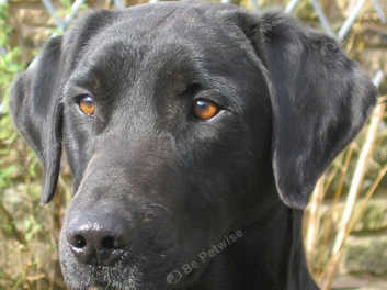 Drakeshead store labrador puppies