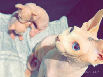 Peterbald sphynx hot sale kittens for sale