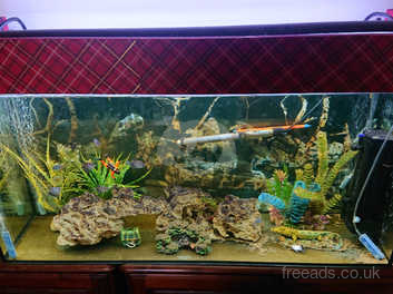Large Fish Tank in Banbury on Freeads Classifieds - Aquariums