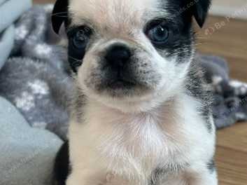 Panda pug best sale puppies for sale