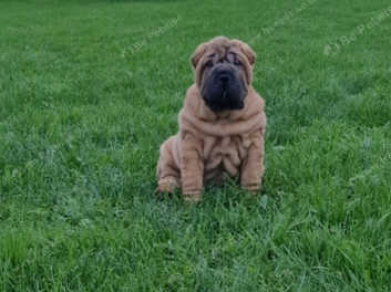 Fashion shar pei for olx