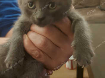 Grey manx hot sale kitten