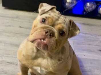 English bulldogs for hot sale sale under 200