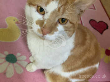 tandlæge Grønne bønner større Lovely Family Cat For Sale Good Home in Stevenage on Freeads Classifieds -  Mixed Breed classifieds