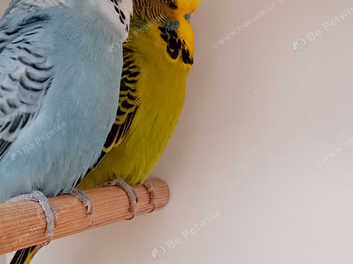 Budgerigars 2024 for sale